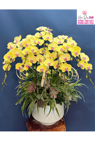 Lan Hồ Điệp Vàng Kim Ngọc Vượng Phát