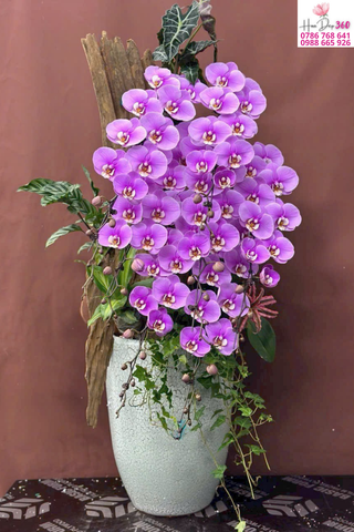 Chậu Lan Hồ Điệp Tím Sang Trọng – Dáng Thác Nghệ Thuật