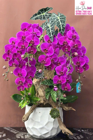Chậu Lan Hồ Điệp Tím – Dáng Thác Nghệ Thuật Gỗ Lũa