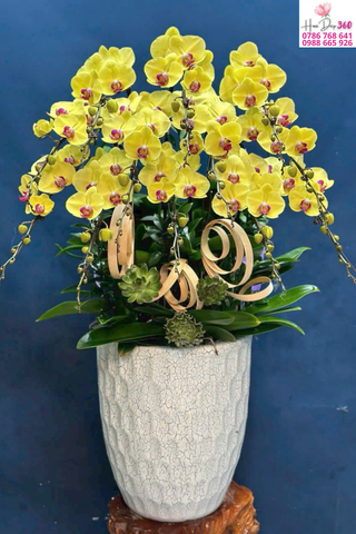 Lan Hồ Điệp Vàng Kim Dáng Vòm – Phú Quý & Thịnh Vượng