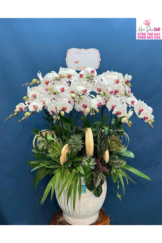 Lan Hồ Điệp Trắng Dáng Đại – Thanh Lịch & Thịnh Vượng