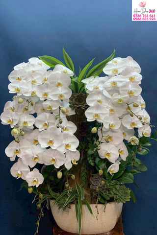 Lan Hồ Điệp Trắng Song Phúc – Thanh Cao & Vượng Khí