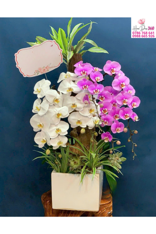 Lan Hồ Điệp Song Sắc Trắng – Hồng Phú Quý Hài Hòa