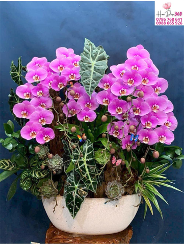 Lan Hồ Điệp Hồng Phú Quý Bản Giao Hưởng Sắc Hoa Nghệ Thuật