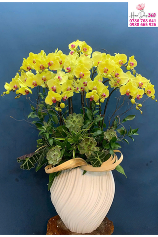 Lan Hồ Điệp Vàng Kim Phát Lộc