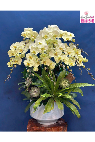 Lan Hồ Điệp Vàng Kem Thanh Nhã