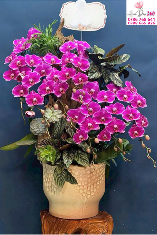 Lan Hồ Điệp Tím Hồng Nổi Bật