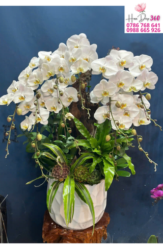 Lan Hồ Điệp Trắng Sang Trọng