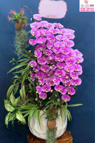 Lan Hồ Điệp Hồng Nổi Bật