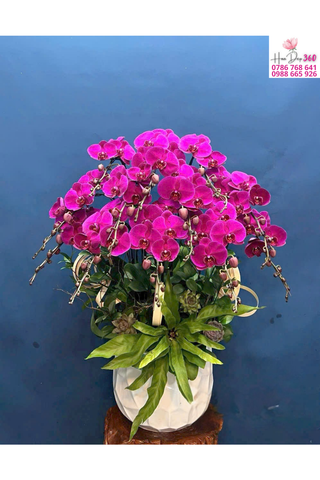 Lan Hồ Điệp Tím Sang Trọng