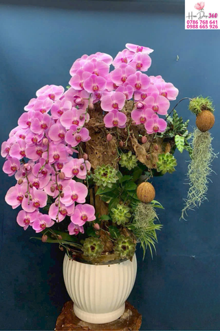 Lan Hồ Điệp Hồng Nghệ Thuật Vũ Điệu Thiên Nhiên