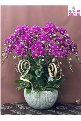 Lan Hồ Điệp Tím Đốm Nghệ Thuật Phồn Hoa Sang Trọng