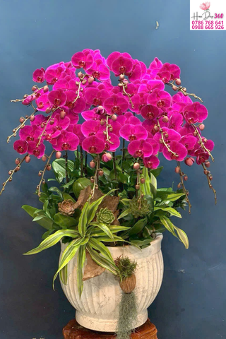 Lan Hồ Điệp Hồng Fuchsia Phồn Hoa Thịnh Vượng