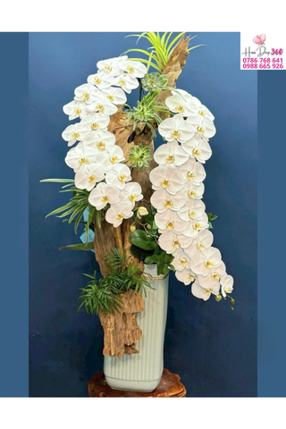 Lan Hồ Điệp Trắng Dáng Thác Nghệ Thuật Thanh Cao