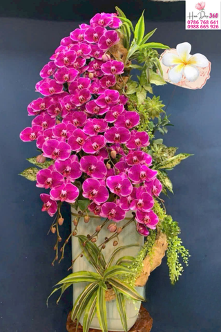 Lan Hồ Điệp Hồng Đậm Nghệ Thuật Dáng Thác Quyến Rũ