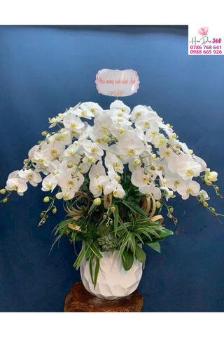 Lan Hồ Điệp Trắng Dáng Vòm Thanh Lịch Cao Cấp