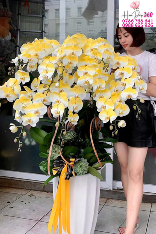 Lan Hồ Điệp Vàng Trắng Dáng Vòm Rực Rỡ Sang Trọng