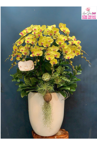 Lan Hồ Điệp Vàng Dáng Vòm Phú Quý Rạng Rỡ