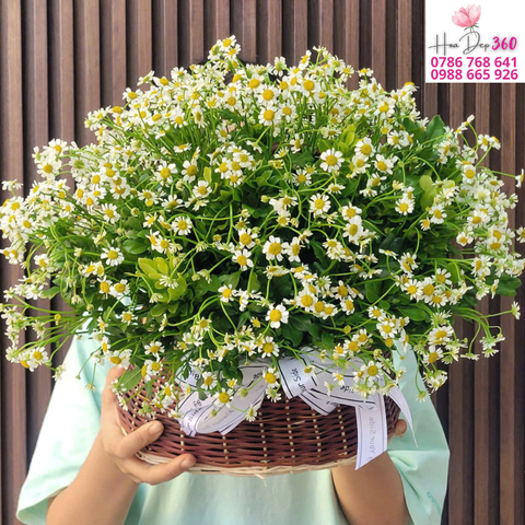 Giỏ hoa chúc mừng G172