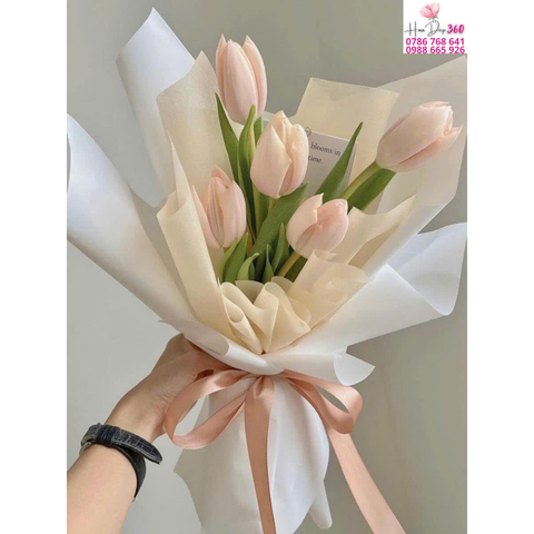 Tulip Kem Tinh Khôi