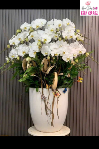 Lan Hồ Điệp Trắng Thanh Khiết Phú Quý