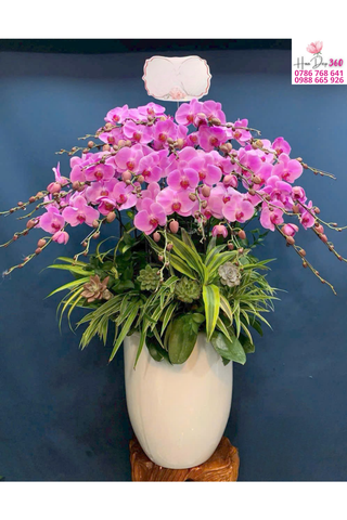 Lan Hồ Điệp Hồng Dáng Rủ Viên Mãn Sang Trọng