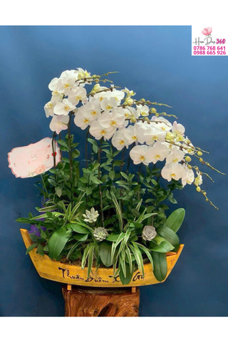 Lan Hồ Điệp Trắng Dáng Nghiêng Thuyền Gỗ Thanh Nhã