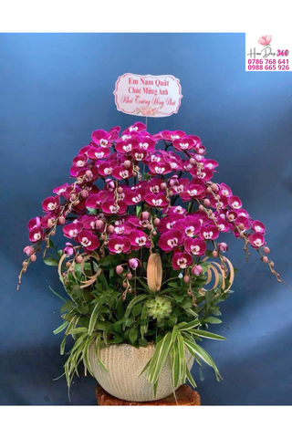 Lan Hồ Điệp Tím Dáng Tròn Phú Quý Viên Mãn