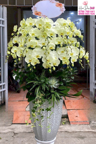 Lan Hồ Điệp Vàng Ánh Ngọc Phú Quý