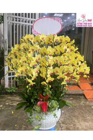 Lan Hồ Điệp Vàng Hoàng Kim Phối Lá Phong Thủy Tài Lộc