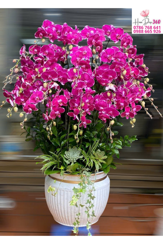 Lan Hồ Điệp Hồng Phú Quý Sang Trọng Nổi Bật