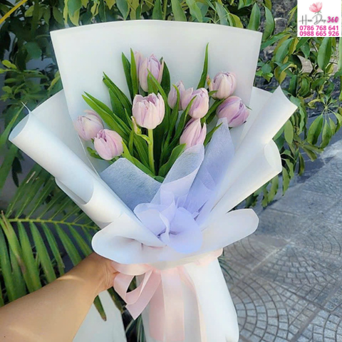 Tulip Tím Nhẹ Thuần Khiết