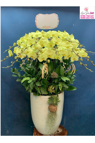 Lan Hồ Điệp Vàng Tài Lộc Thịnh Vượng Sang Trọng