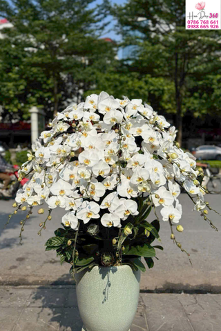 Lan Hồ Điệp Trắng Thuần Khiết Phong Thái Đẳng Cấp