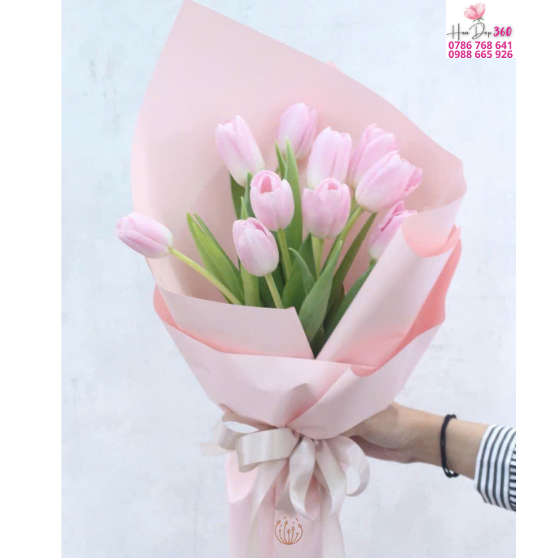 Tulip Hồng Mịn