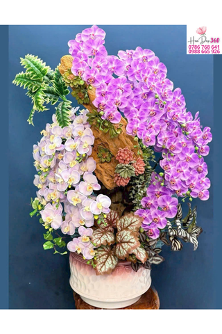 Lan Hồ Điệp Tím Trắng Nghệ Thuật