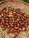  HẠT DẺ RANG SẴN 