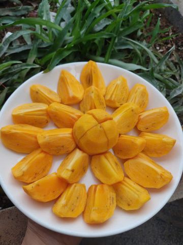  HỒNG VÀNH KHUYÊN NGÂM 