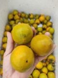  HỒNG VÀNH KHUYÊN NGÂM 
