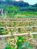  MẮC MẬT TƯƠI 