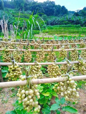  MẮC MẬT TƯƠI 