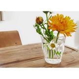  Bộ 6 ly D1027A Duralex - Picardie Trong Clear 250ml Thủy tinh cường lực cao cấp Pháp [Chính Hãng] 