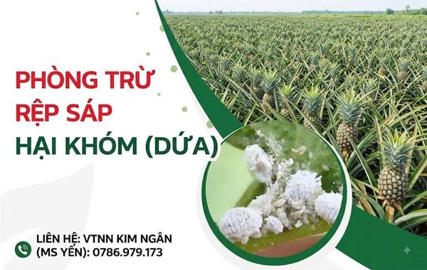 Phòng trừ hiệu quả Rệp sáp hại khóm (dứa)