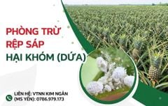 Phòng trừ hiệu quả Rệp sáp hại khóm (dứa)