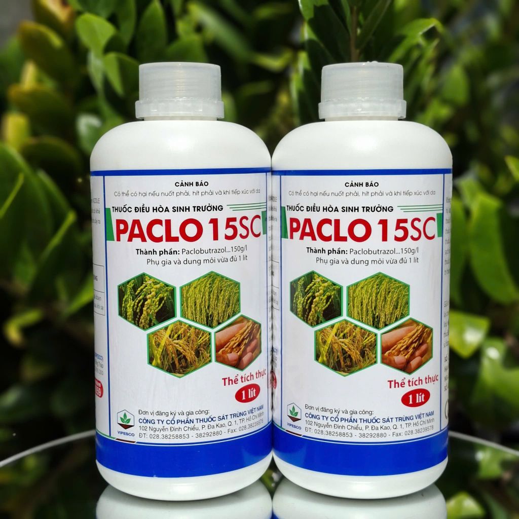 (Chai 1L) Thuốc điều hòa sinh trưởng PACLO 15SC [Paclo Đồng Tháp]: thúc đẩy quá trình phân hóa mầm hoa, kích thích cây ra hoa sớm đồng loạt theo ý muốn