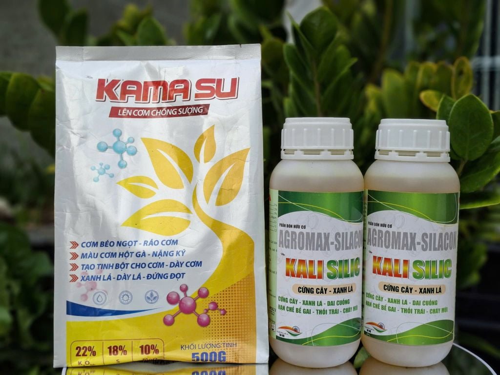 Bộ đôi KAMASU + KALI SILIC giúp sầu riêng lên cơm, vàng đều, không bị bộp, com béo ngọt, chống sượng nước và nhão cơm