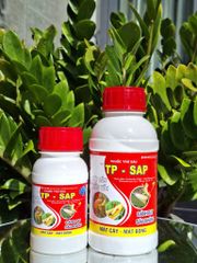 (Rệp sáp cây đào) Phòng trừ rệp sáp gây hại cây đào, không nóng, mát cây, mát bông