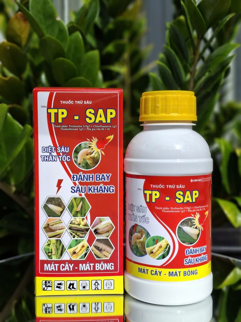 (Rệp sáp cây đào) Phòng trừ rệp sáp gây hại cây đào, không nóng, mát cây, mát bông