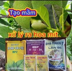 (Tạo mầm hoa cho mít, mận) Combo tạo mầm mạnh cho mít thái, mít ruột đỏ indo; mận - giúp cây ra hoa nhiều, ra hoa đồng loạt và tăng tỷ lệ đậu trái