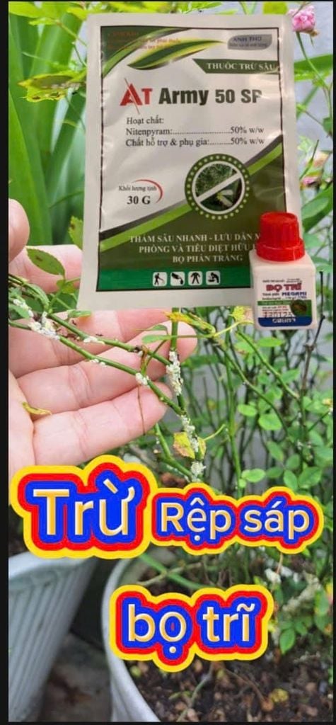 (hoa hồng - hoa mai) Bộ đôi đặc trị rệp sáp, bọ trĩ, rầy mềm, rầy xanh trên cây mai vàng, mai chiếu thủy, cây hoa hồng